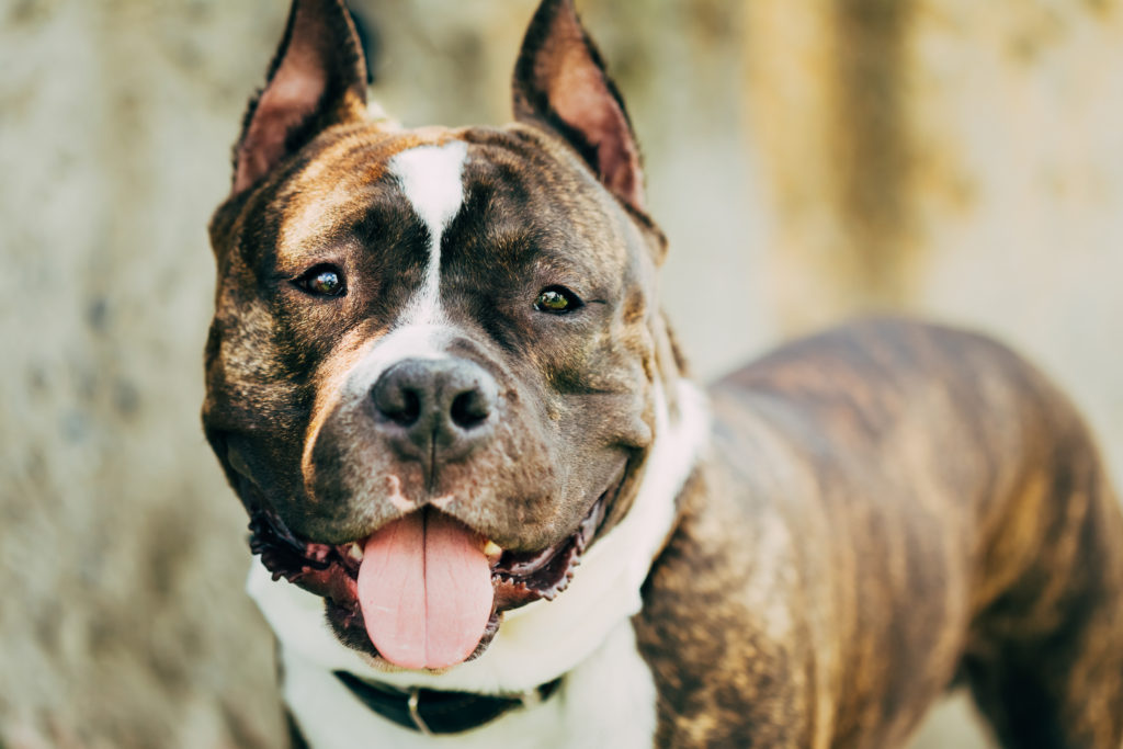 American Staffordshire Terrier