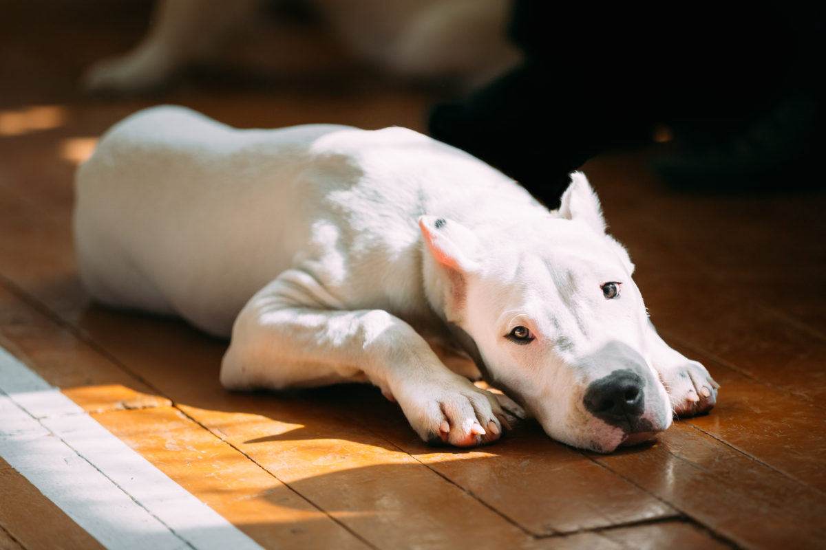 Dogo Argentino
