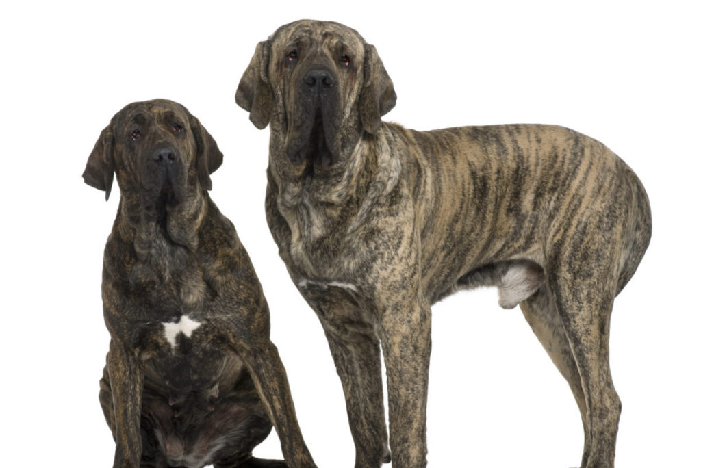 Fila Brasileiro