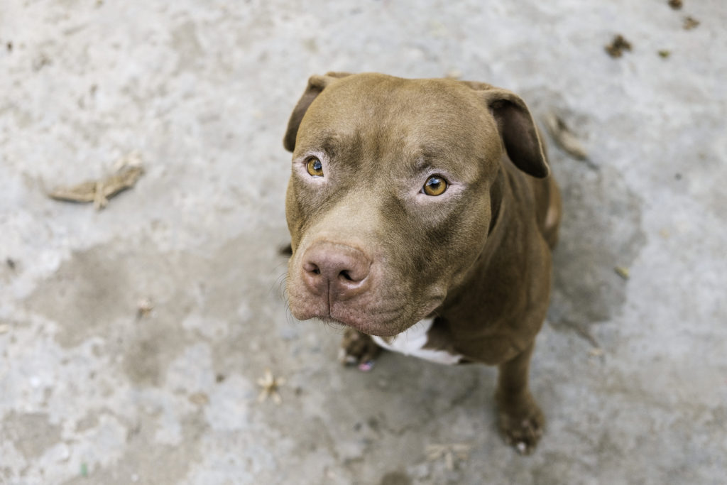 Pit Bull Terrier