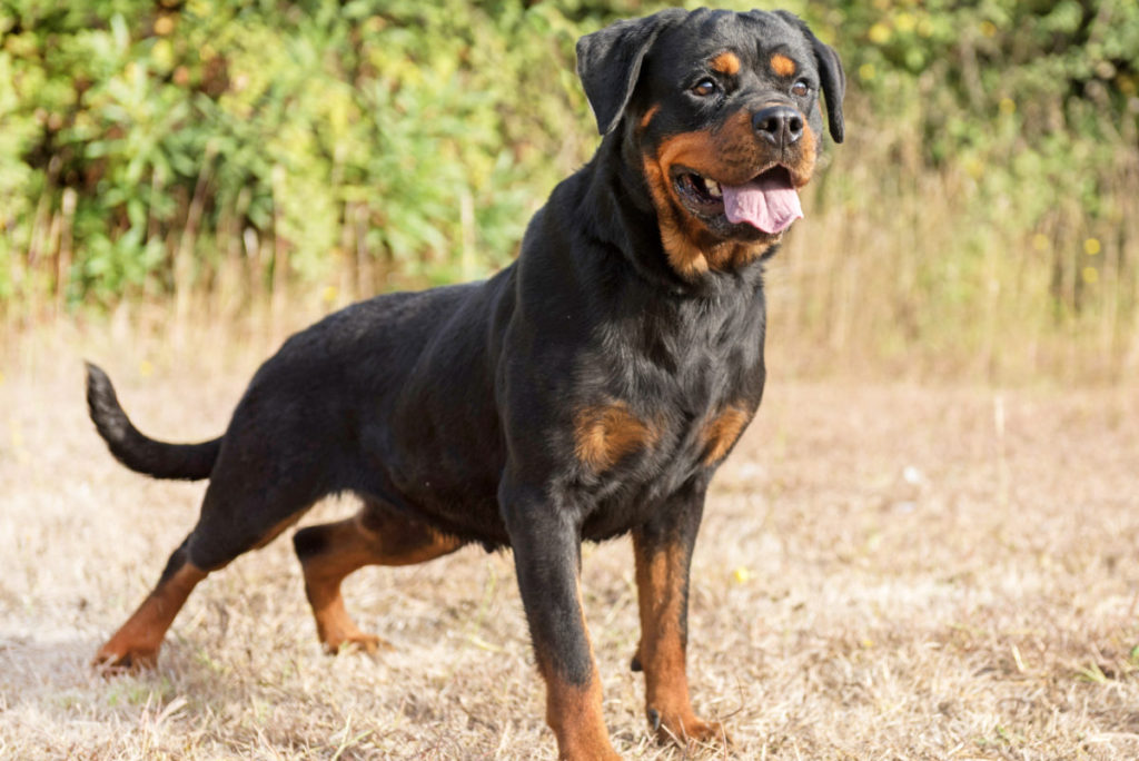 Rottweiler