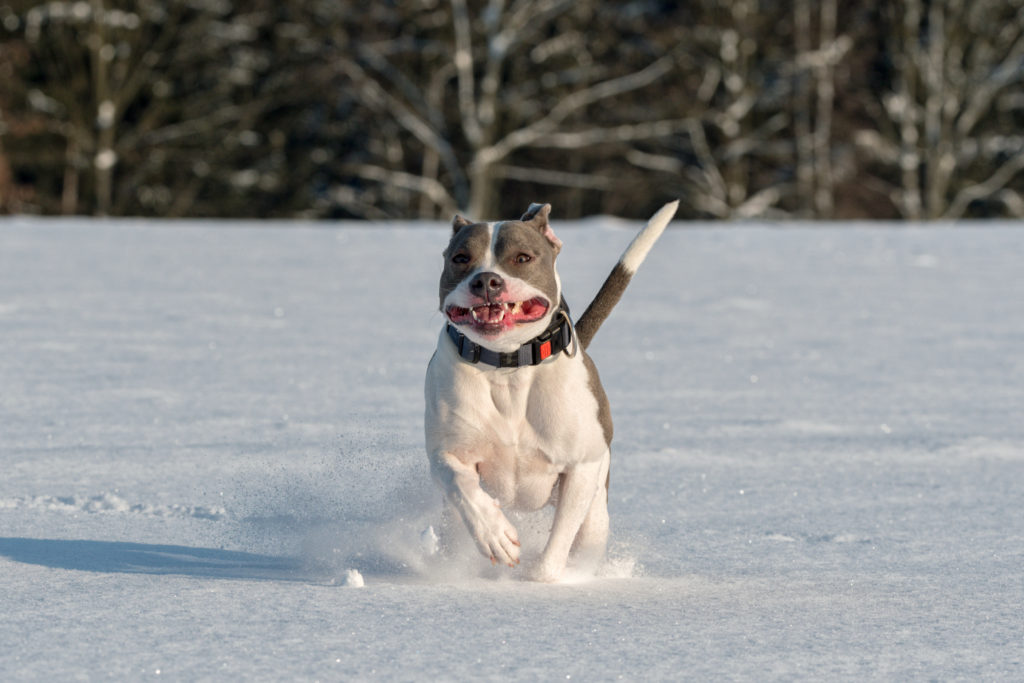 Staffordshire Bull Terrier
