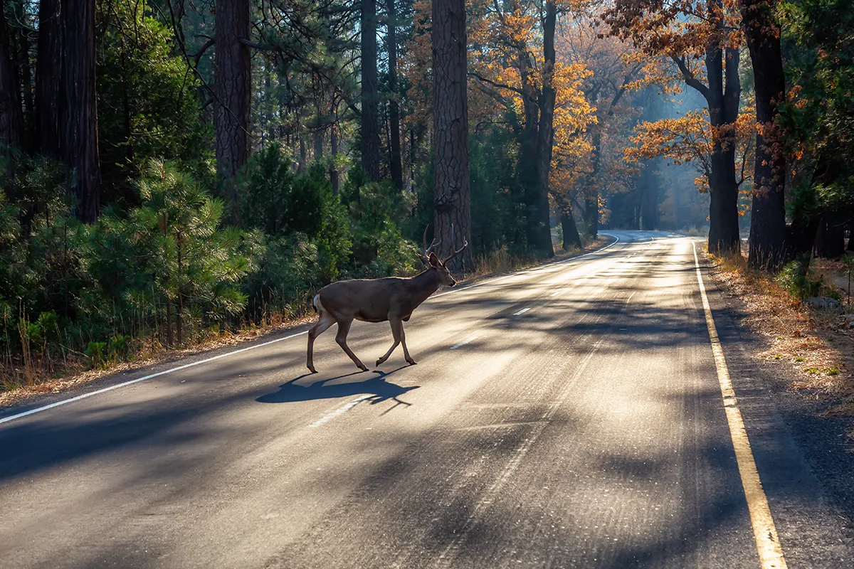 3.000 accidentes con animales en un año