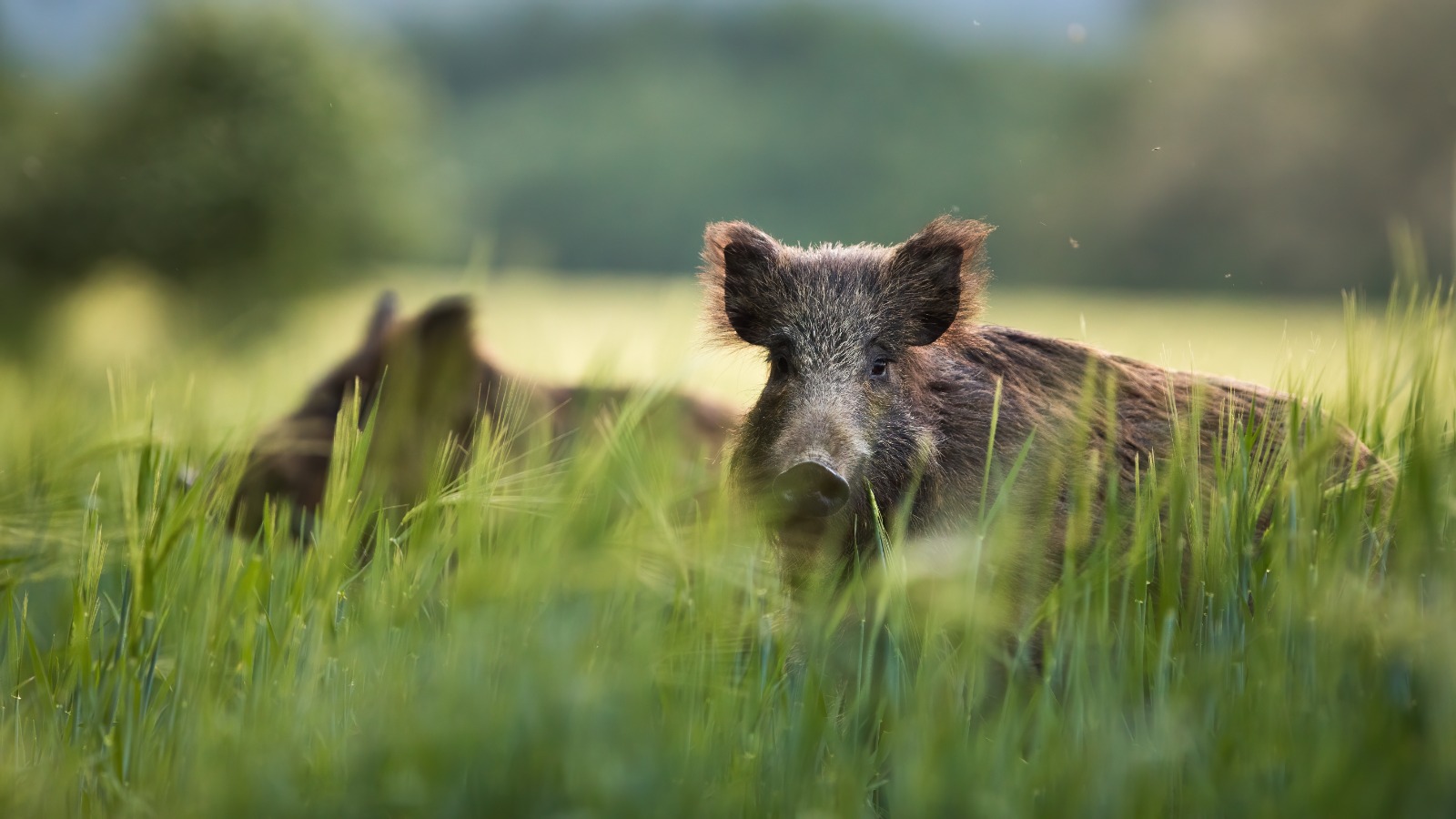 Los siniestros viales con animales se incrementaron un 92% en los últimos 5 años